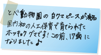 とべ動物園の白クマピースが有名　国内初の人工保育で育てられたホッキョクグマです!この前、17歳になりました♪